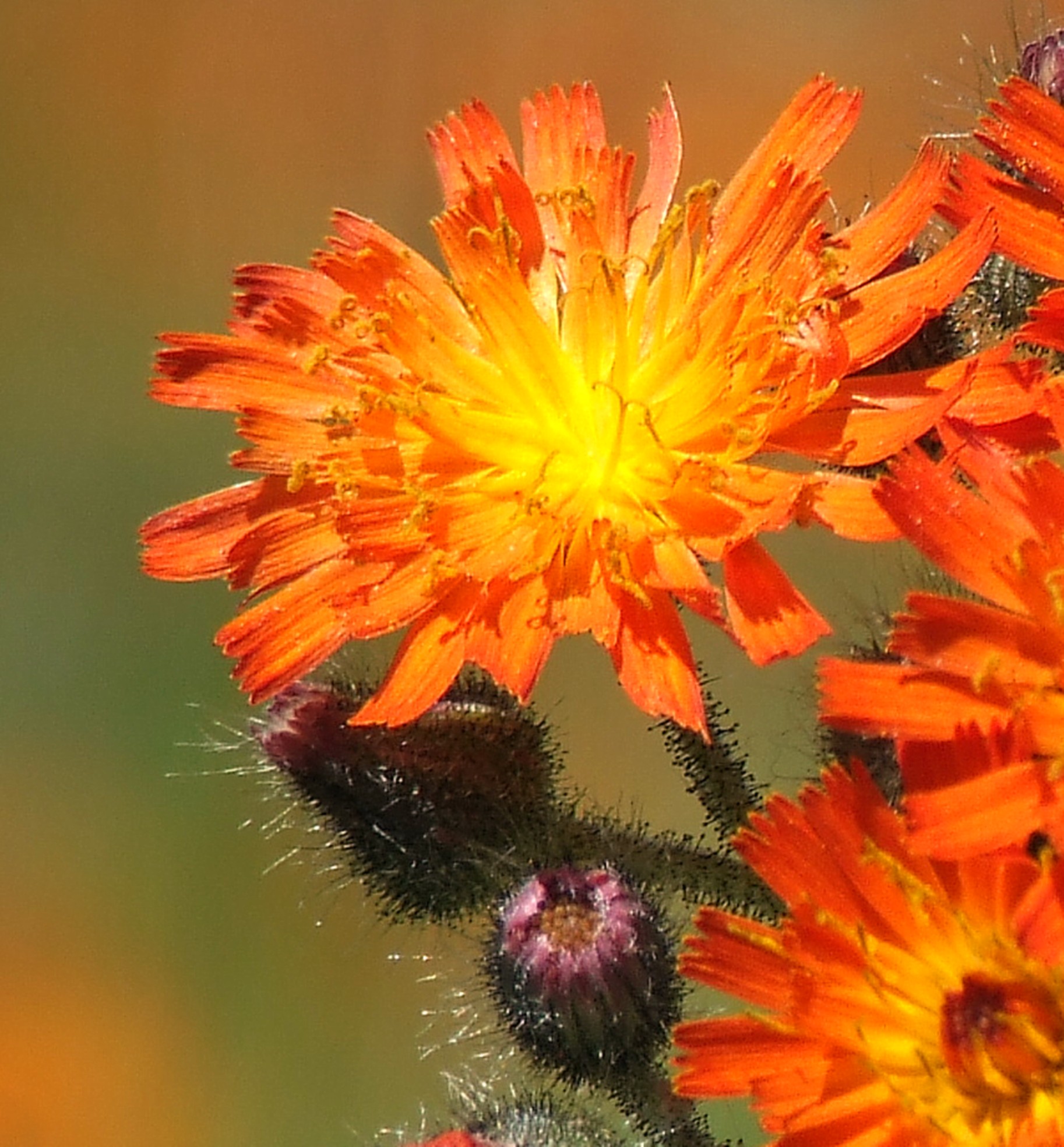 ORANGE HAWKWEED Bill Bagley Photography